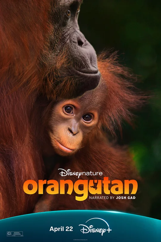Orangutan poster