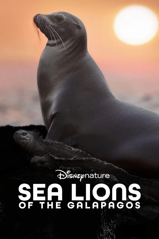 Sea Lions of the Galapagos poster