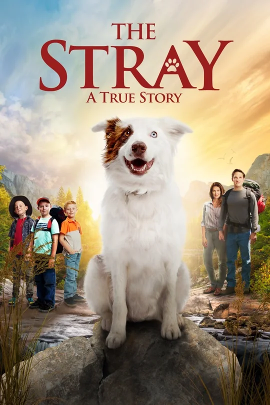 The Stray poster